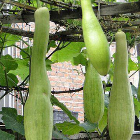 Cucurbita Kangua Seeds