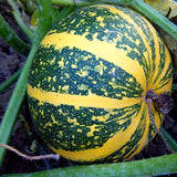 Cucurbita-Pepo Subsp-Seeds