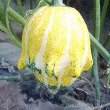 Cucurbita-Pepo Subsp-Seeds