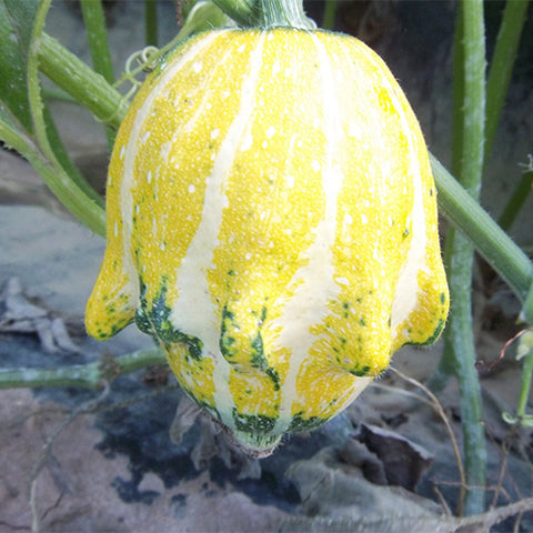 Cucurbita-Pepo Subsp-Seeds