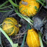 Cucurbita-Pepo Subsp-Seeds