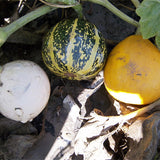 Cucurbita-Pepo Subsp-Seeds