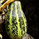 Cucurbita-Pepo Subsp-Seeds