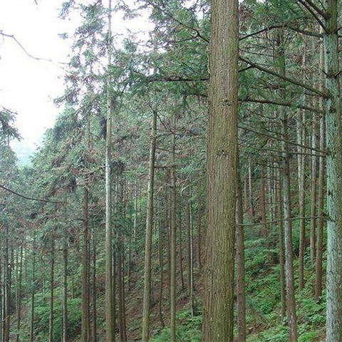 Cunninghamia lanceolata & China fir Seeds