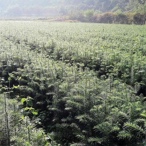 Cunninghamia lanceolata & China fir Seeds