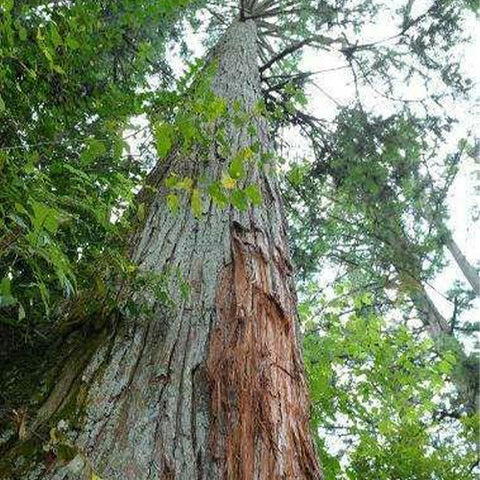 Cunninghamia lanceolata & Thorn fir Seeds