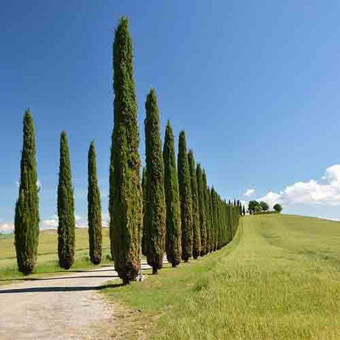 Cupressus funebris & Chinese weeping cypress Seeds