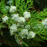 Cupressus funebris & Chinese weeping cypress Seeds