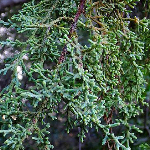 Cupressus lusitanica & Mexican white cedar Seeds