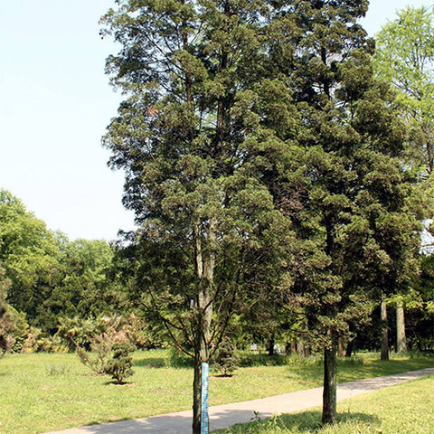 Cupressus lusitanica & Mexican white cedar Seeds