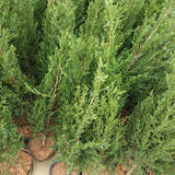 Cupressus torulosa & Himalayan cypress Seeds