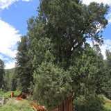 Cupressus torulosa & Himalayan cypress Seeds