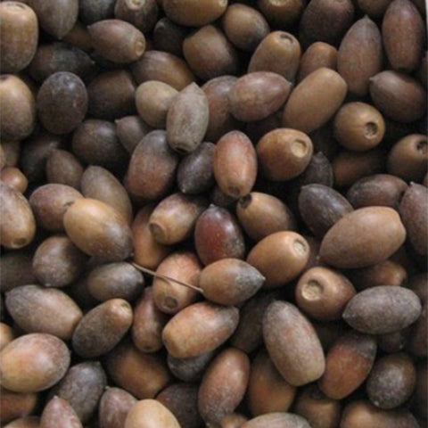 Cyclobalanopsis-glauca-Ring-cupped-oak-Seeds