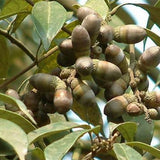 Cyclobalanopsis-glauca-Ring-cupped-oak-Seeds
