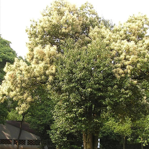 Cyclobalanopsis-glauca-Ring-cupped-oak-Seeds