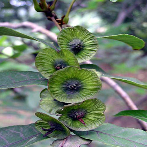 Cyclocarya paliurus & Wheel wingnut Seeds