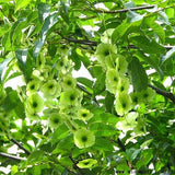 Cyclocarya paliurus & Wheel wingnut Seeds