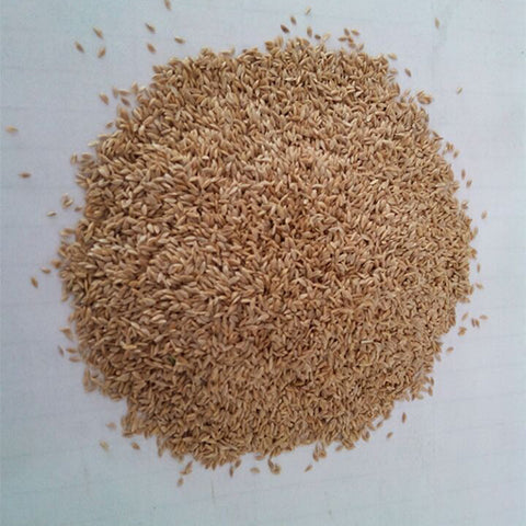 Cynodon-dactylon-Bermuda-Seeds
