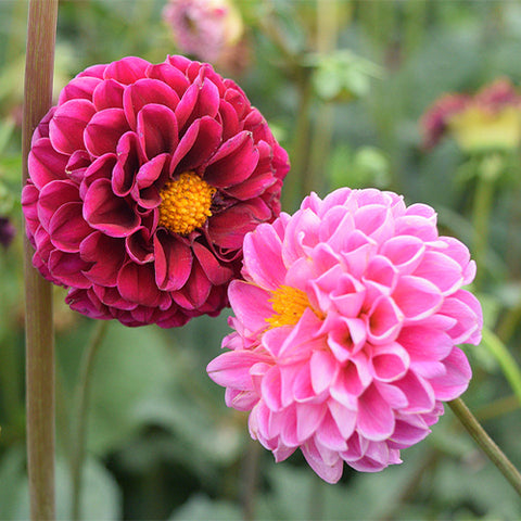 Dahlia-Pinnata-Dahlia-Seeds