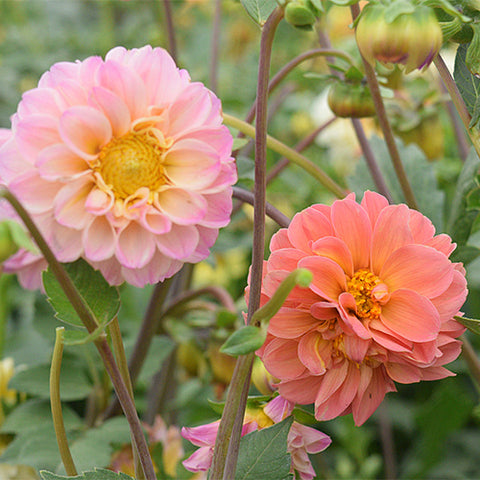 Dahlia-Pinnata-Dahlia-Seeds