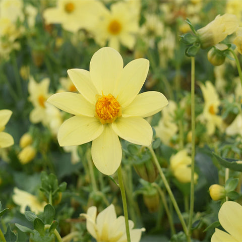 Dahlia-Pinnate-Dahlia-Seeds