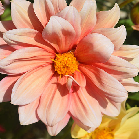 Dahlia-Pinnate-Dahlia-Seeds