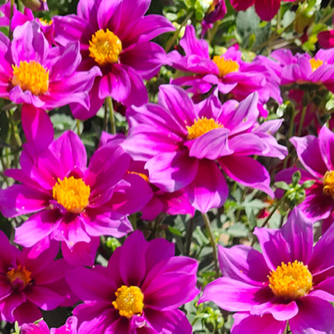 Dahlia Pinnate & Dahlia Seeds