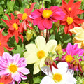 Dahlia Pinnate & Dahlia Seeds