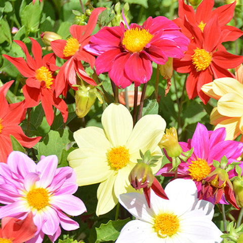 Dahlia Pinnate & Dahlia Seeds