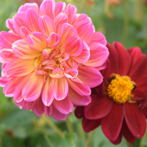 Dahlia-Pinnate-Dahlia-Seeds