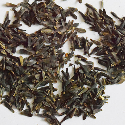 Dahlia-Variabilis-Dahlia-Seeds