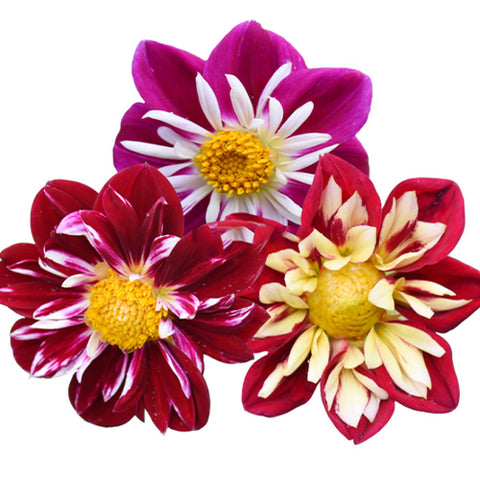 Dahlia-Variabilis-Dahlia-Seeds