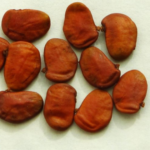 Dalbergia balansae & Dalbergia assamica Seeds