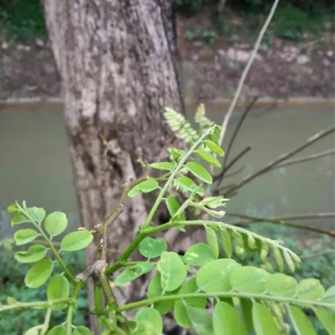 Dalbergia balansae & Dalbergia assamica Seeds