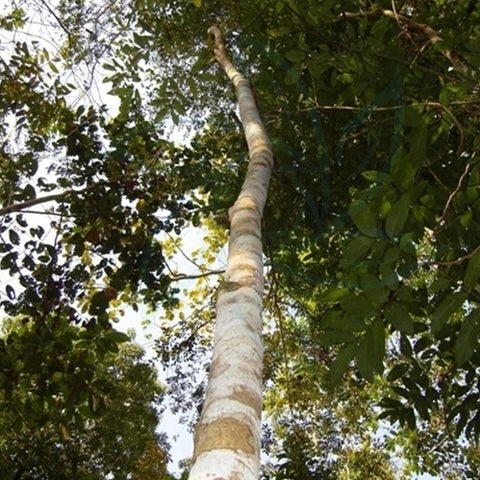 Dalbergia-fusca-Dalbergia-Seeds