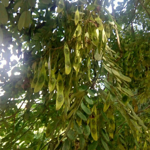 Dalbergia-hupeana-Dalbergia-Seeds