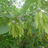 Dalbergia-hupeana-Dalbergia-Seeds