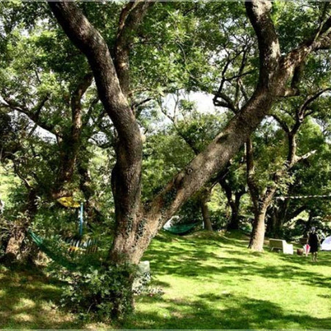 Dalbergia-hupeana-Dalbergia-Seeds