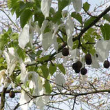 Davidia involucrata & Dove tree Seeds