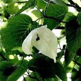 Davidia involucrata & Dove tree Seeds