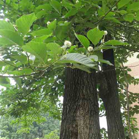 Davidia involucrata & Dove tree Seeds