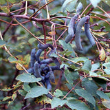Decaisnea insignis & Blue sausage fruit Seeds