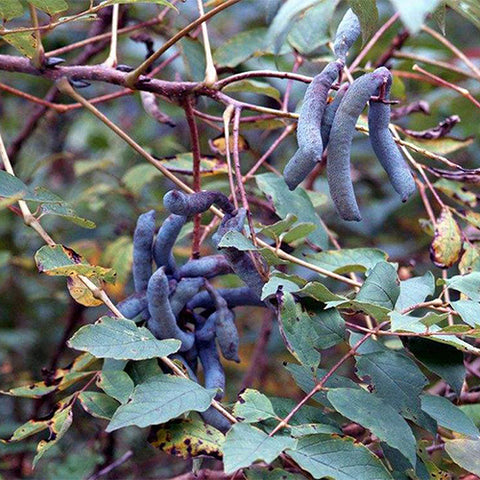 Decaisnea insignis & Blue sausage fruit Seeds