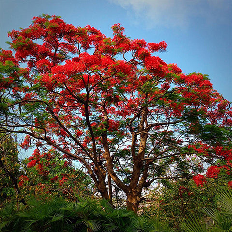 Delonix regia & Poinciana Seeds