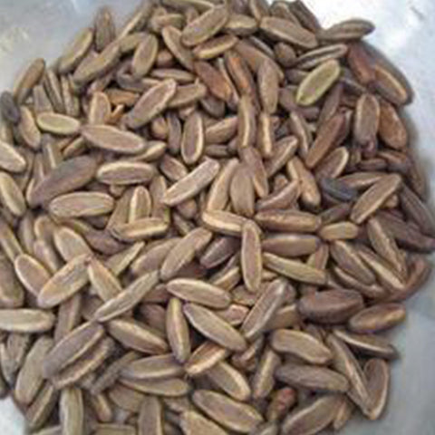 Delonix regia & Poinciana Seeds