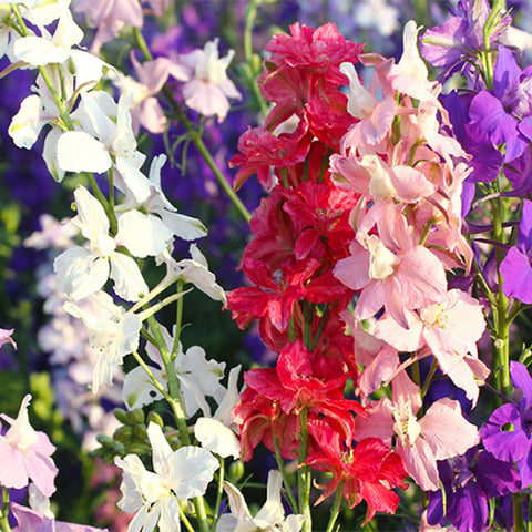 Delphinium-Ajacis-Delphinium-Grandiflorum-Seeds
