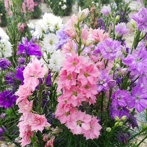 Delphinium-Ajacis-Delphinium-Grandiflorum-Seeds