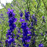 Delphinium-Consolida-Larkspur-Seeds