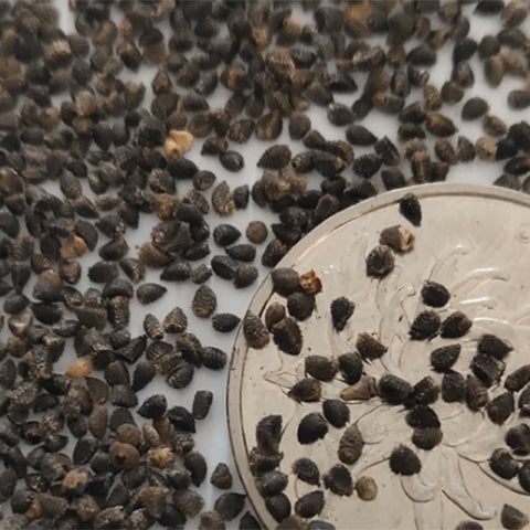 Delphinium-Consolida-Larkspur-Seeds