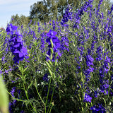 Delphinium-Consolida-Larkspur-Seeds